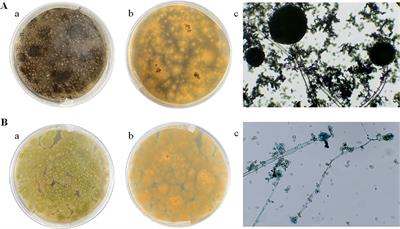 Early warning of Aspergillus contamination in maize by gas chromatography-ion mobility spectrometry